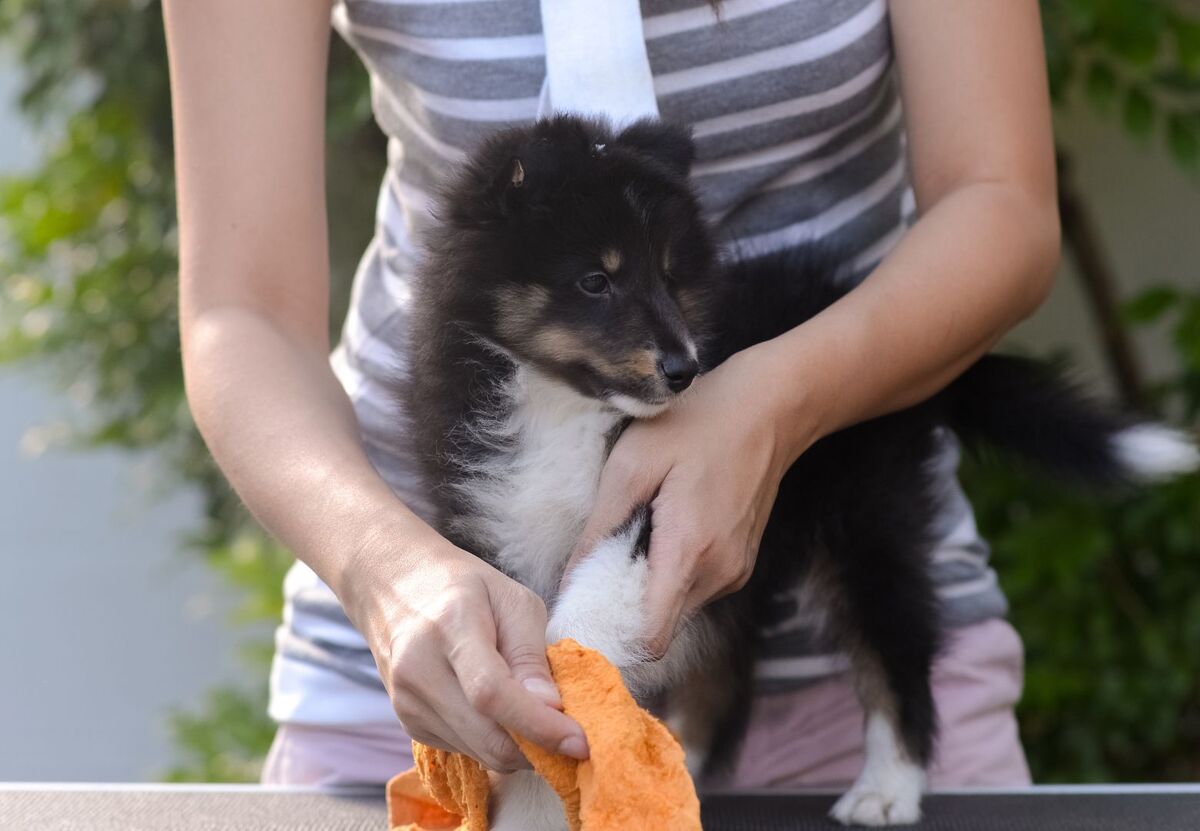 Cleaning puppy